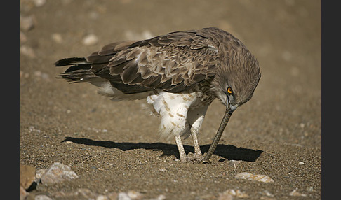 Schlangenadler (Circaetus gallicus)