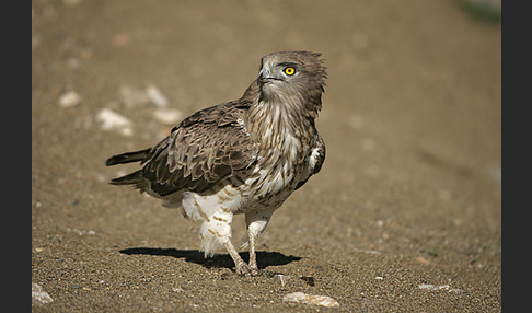 Schlangenadler (Circaetus gallicus)