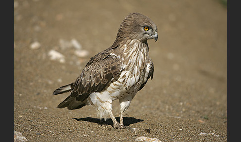 Schlangenadler (Circaetus gallicus)