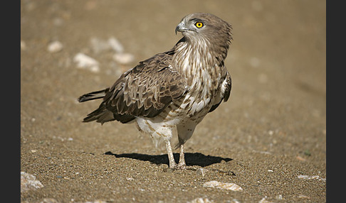 Schlangenadler (Circaetus gallicus)