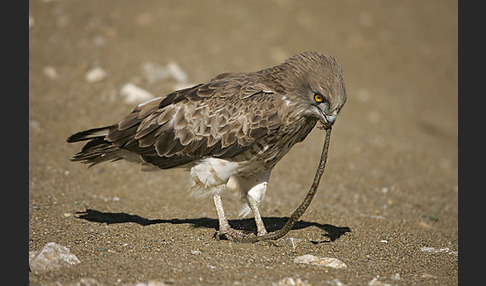 Schlangenadler (Circaetus gallicus)