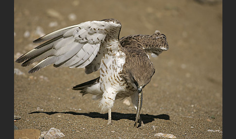 Schlangenadler (Circaetus gallicus)