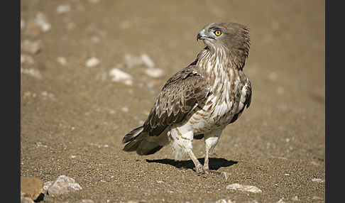 Schlangenadler (Circaetus gallicus)