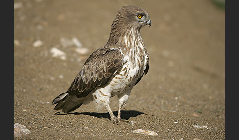 Schlangenadler (Circaetus gallicus)