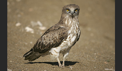 Schlangenadler (Circaetus gallicus)