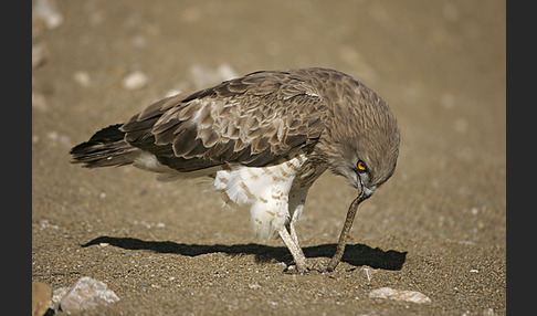 Schlangenadler (Circaetus gallicus)