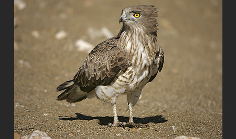 Schlangenadler (Circaetus gallicus)