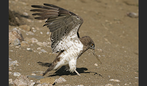 Schlangenadler (Circaetus gallicus)