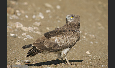 Schlangenadler (Circaetus gallicus)