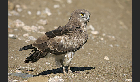 Schlangenadler (Circaetus gallicus)