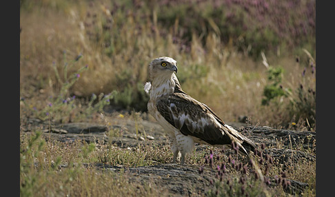 Schlangenadler (Circaetus gallicus)