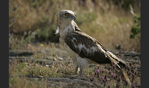 Schlangenadler (Circaetus gallicus)