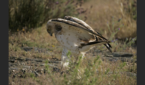 Schlangenadler (Circaetus gallicus)