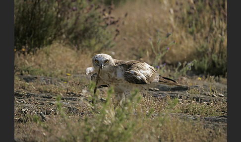 Schlangenadler (Circaetus gallicus)