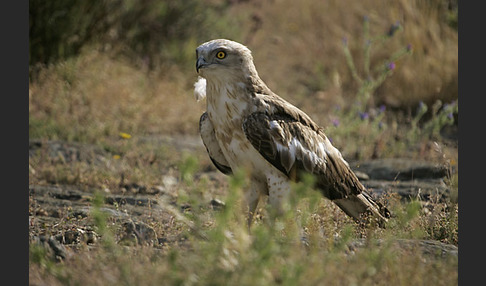 Schlangenadler (Circaetus gallicus)