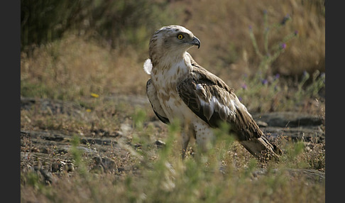 Schlangenadler (Circaetus gallicus)