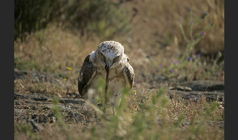 Schlangenadler (Circaetus gallicus)