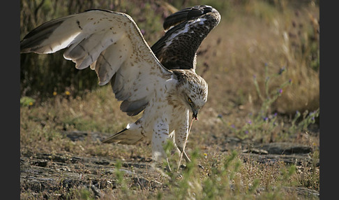 Schlangenadler (Circaetus gallicus)