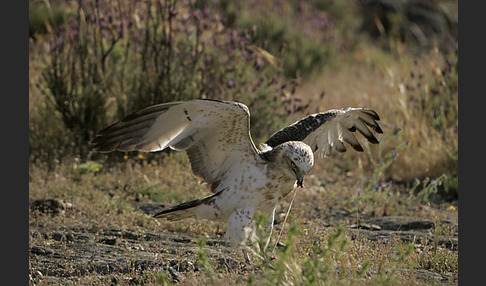 Schlangenadler (Circaetus gallicus)