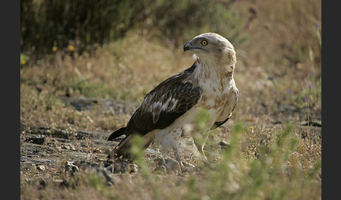 Schlangenadler (Circaetus gallicus)