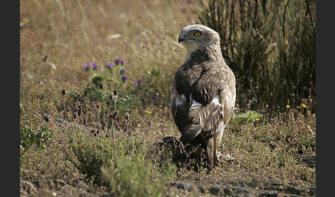 Schlangenadler (Circaetus gallicus)