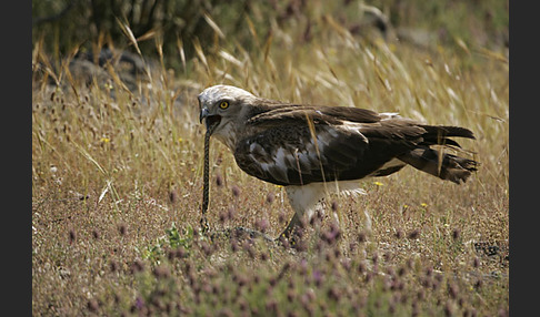 Schlangenadler (Circaetus gallicus)