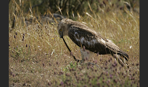 Schlangenadler (Circaetus gallicus)