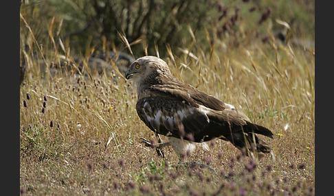 Schlangenadler (Circaetus gallicus)