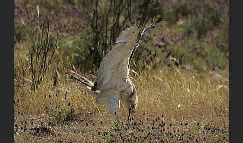 Schlangenadler (Circaetus gallicus)