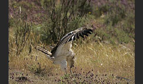 Schlangenadler (Circaetus gallicus)