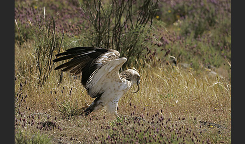 Schlangenadler (Circaetus gallicus)