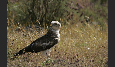 Schlangenadler (Circaetus gallicus)