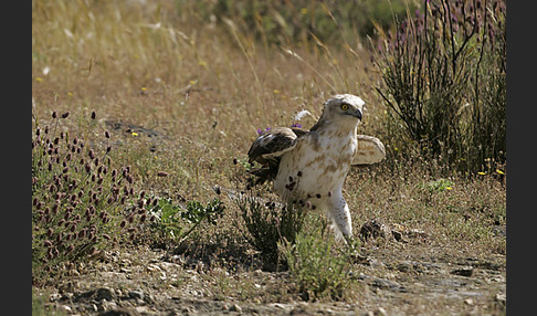 Schlangenadler (Circaetus gallicus)