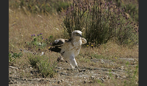 Schlangenadler (Circaetus gallicus)