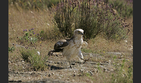 Schlangenadler (Circaetus gallicus)