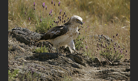 Schlangenadler (Circaetus gallicus)