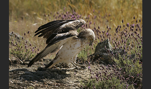 Schlangenadler (Circaetus gallicus)