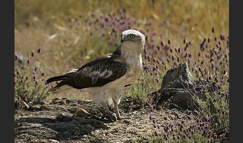 Schlangenadler (Circaetus gallicus)