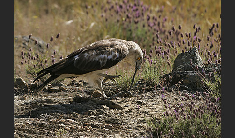 Schlangenadler (Circaetus gallicus)