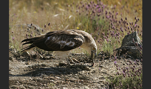 Schlangenadler (Circaetus gallicus)