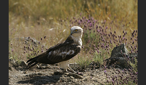 Schlangenadler (Circaetus gallicus)