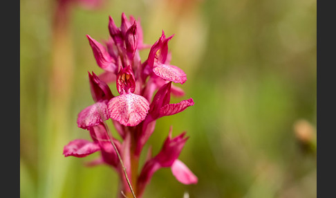 Martrinis Knabenkraut x Großblütiges Knabenkraut (Orchis coriophora martrinii x Orchis papilionacea grandiflora)