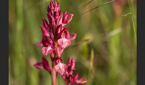 Martrinis Knabenkraut x Großblütiges Knabenkraut (Orchis coriophora martrinii x Orchis papilionacea grandiflora)