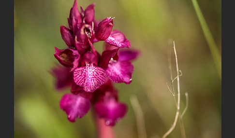 Martrinis Knabenkraut x Großblütiges Knabenkraut (Orchis coriophora martrinii x Orchis papilionacea grandiflora)