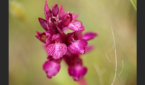 Martrinis Knabenkraut x Großblütiges Knabenkraut (Orchis coriophora martrinii x Orchis papilionacea grandiflora)