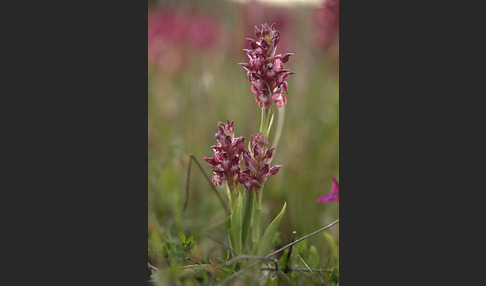 Martrinis Knabenkraut (Orchis coriophora martrinii)