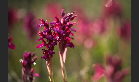 Martrinis Knabenkraut x Großblütiges Knabenkraut (Orchis coriophora martrinii x Orchis papilionacea grandiflora)