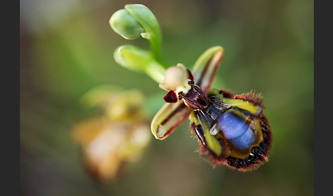 Spiegel-Ragwurz (Ophrys speculum)