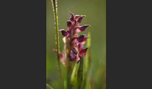 Martrinis Knabenkraut (Orchis coriophora martrinii)