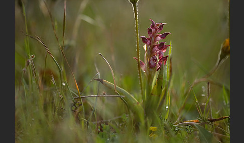 Martrinis Knabenkraut (Orchis coriophora martrinii)